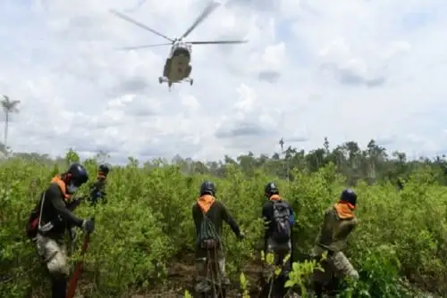 Ucayali es la región que presenta la mayor cantidad de hectáreas de hoja de coca erradicadas a la fecha, con un total de 3730.96.