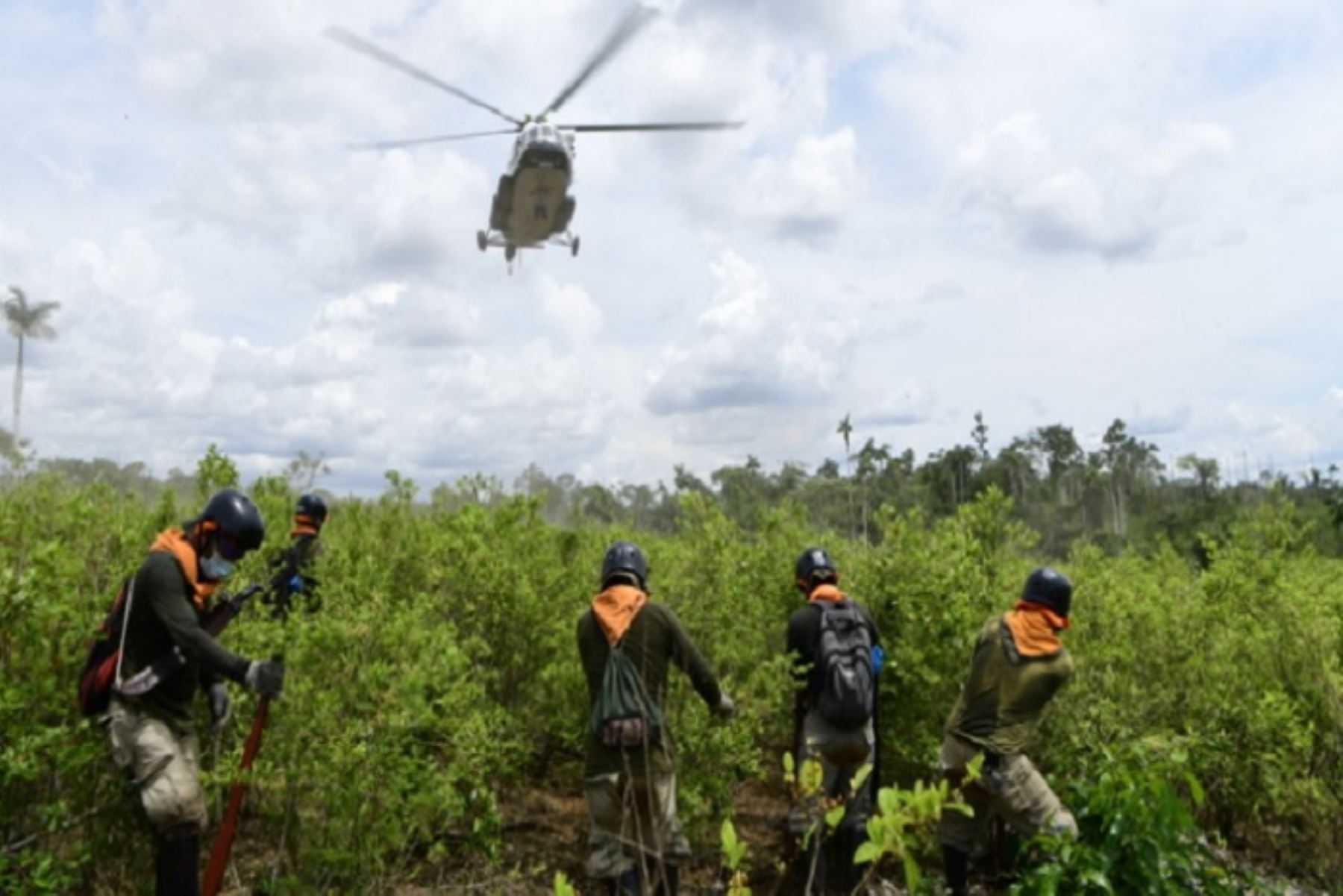 Ucayali es la región que presenta la mayor cantidad de hectáreas de hoja de coca erradicadas a la fecha, con un total de 3730.96.