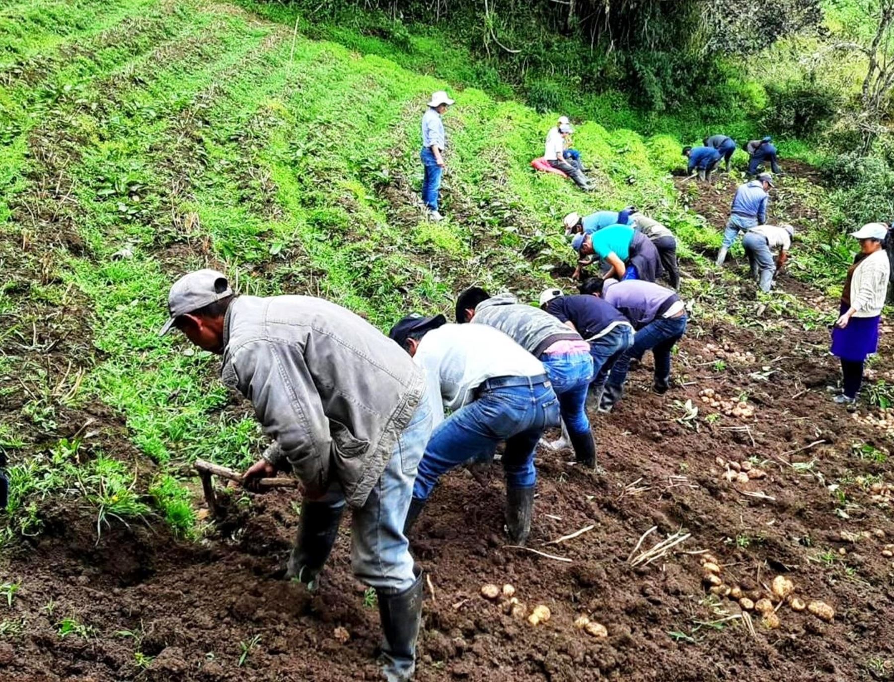 El Niño global podría generar un impacto térmico que afectaría a los cultivos de Cajamarca, advierte el jefe del Senamhi-Cajamarca, Felipe Huamán. Foto: Eduard Lozano