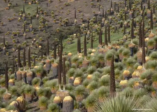 Unesco reconoce a Bicentenario como la octava Reserva de Biósfera Nacional del Perú. Área protegida se ubica en la región Ayacucho.