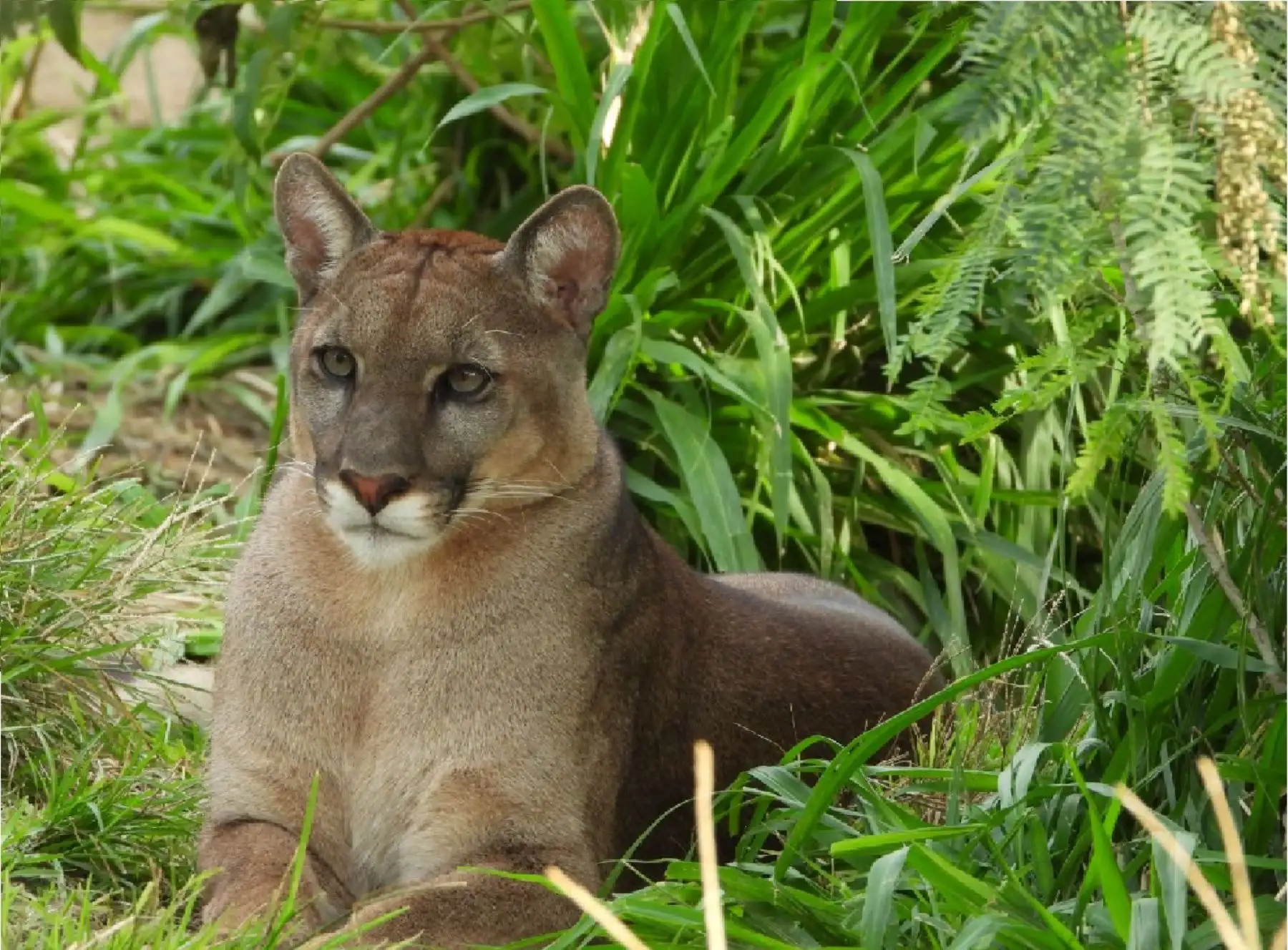 El zoológico Margarita Zoo es un centro que opera en Piura dedicado al rescate y albergue de animales silvestres.