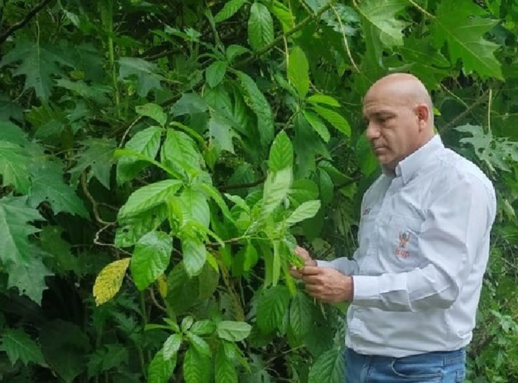 Científicos peruanos del IIAP estudian propiedades de plantas medicinales amazónicas que ayudan a combatir la diabetes. ANDINA/Difusión