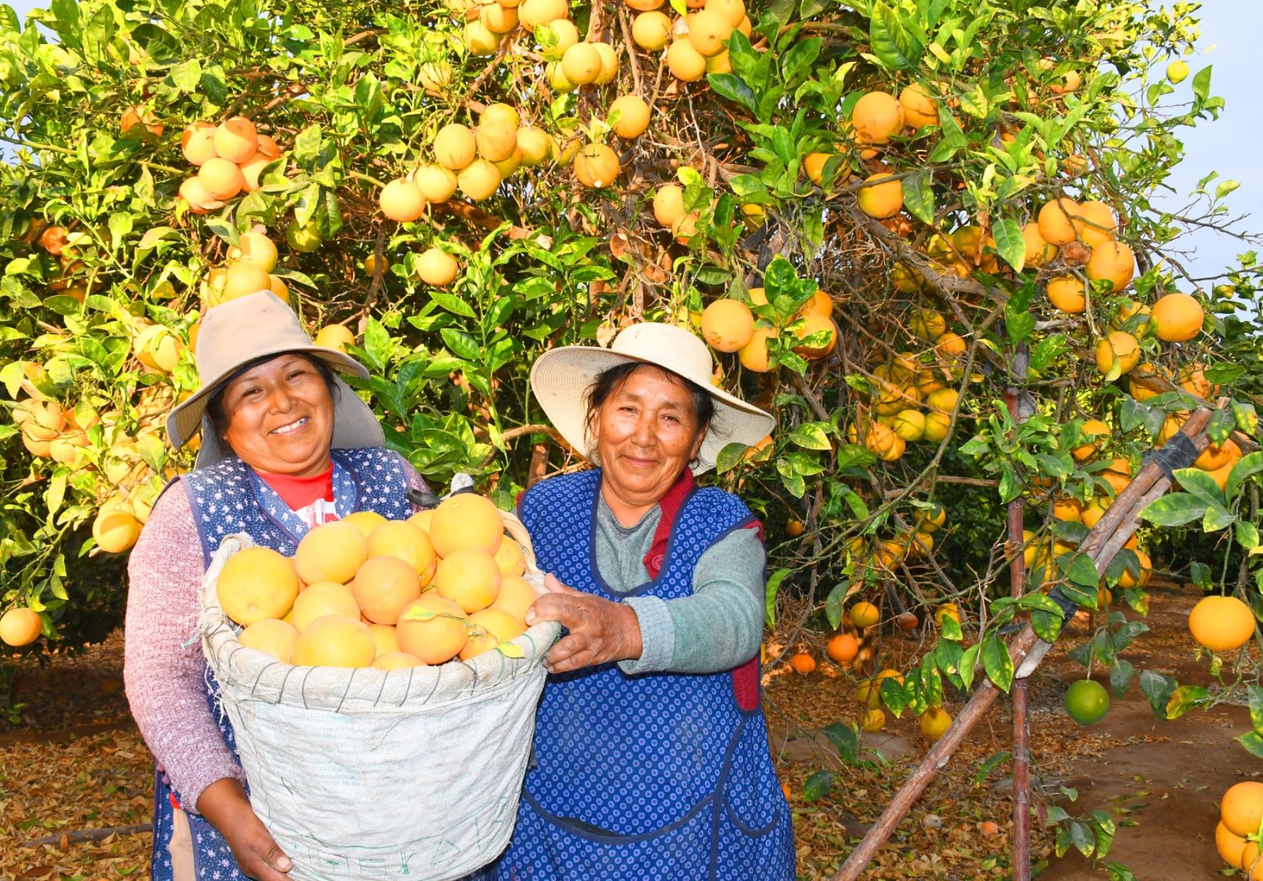 La naranja es el cultivo sensación en Tacna y con festival la municipalidad del distrito La Yarada de los Palos promoverá su consumo en la ciudad heroica. ANDINA/Difusión