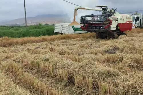 Agricultores del valle de Tambo, en Arequipa, cosecharon 3,000 topos de arroz con apoyo del programa Tecnificando el Agro, de la empresa privada, que asumió el pago de las máquinas cosechadoras.