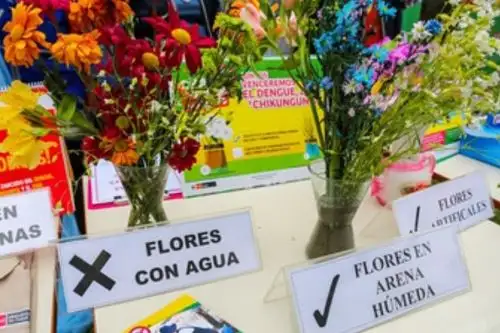 Día del Padre: floreros con arena húmeda evitará proliferación del zancudo del dengue. Foto: ANDINA/Difusión.