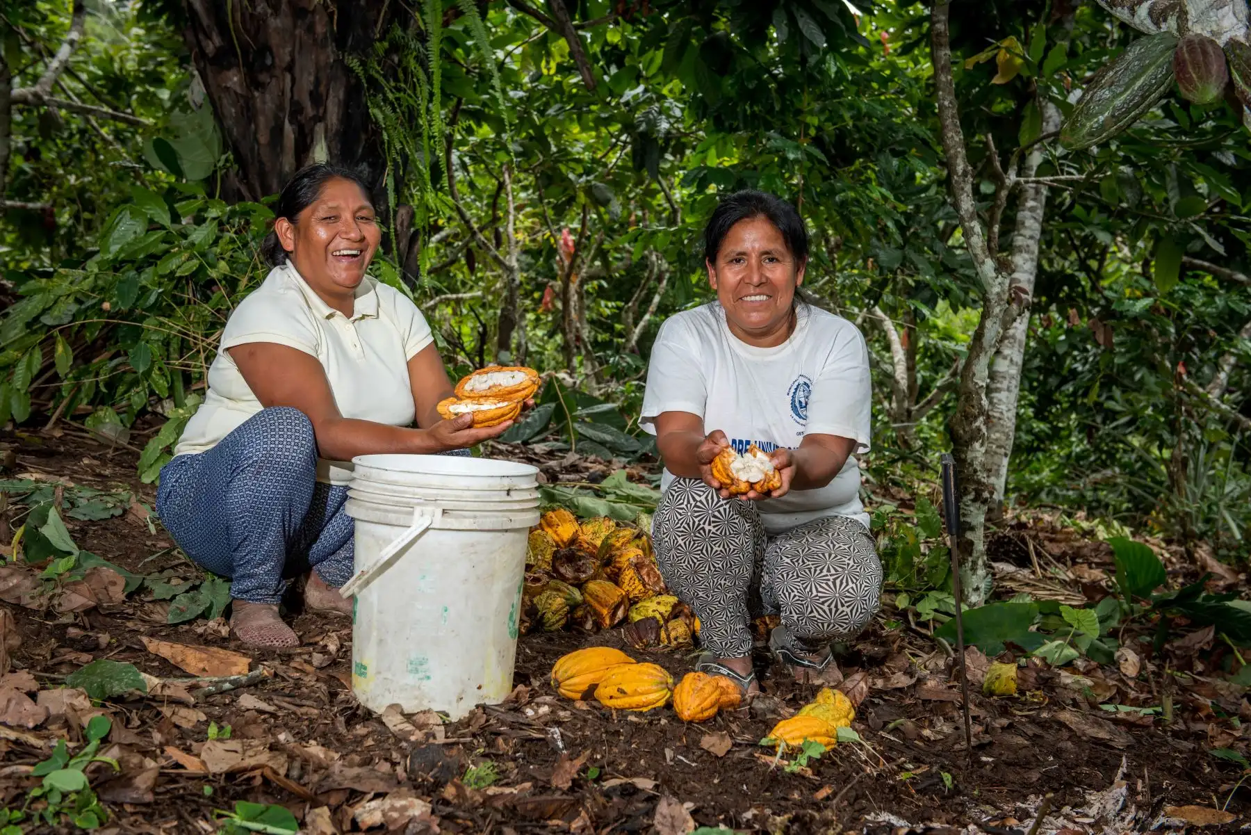 Las publicaciones narran los logros de los planes de desarrollo territorial comunal y planes de vida, se han desarrollado mediante concursos familiares e interfamiliares convocados por el proyecto
Foto: MIDAGRI