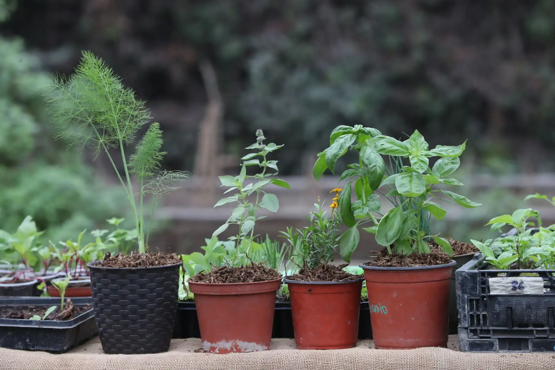Las especies más comunes que se pueden cultivar en un biohuerto en casa son el hinojo, el culantro, el perejil, la albaca, las lechugas, la betarraga, la cebolla china y la col, entre otras. Foto: ANDINA/Daniel Bracamonte