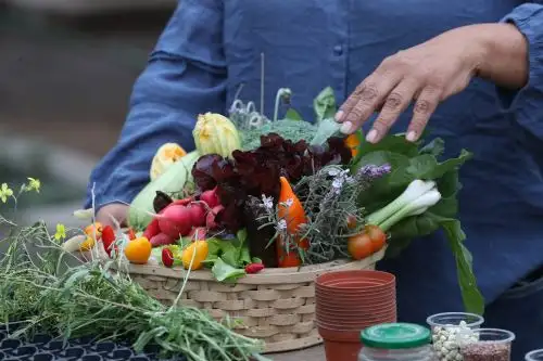 En Lima es posible sembrar casi todo de marzo a noviembre, como brócoli, tomates de distintos tipos, rabanitos, variedad de ajíes, albahacas y lechugas de colores  Foto: ANDINA/Daniel Bracamonte.
