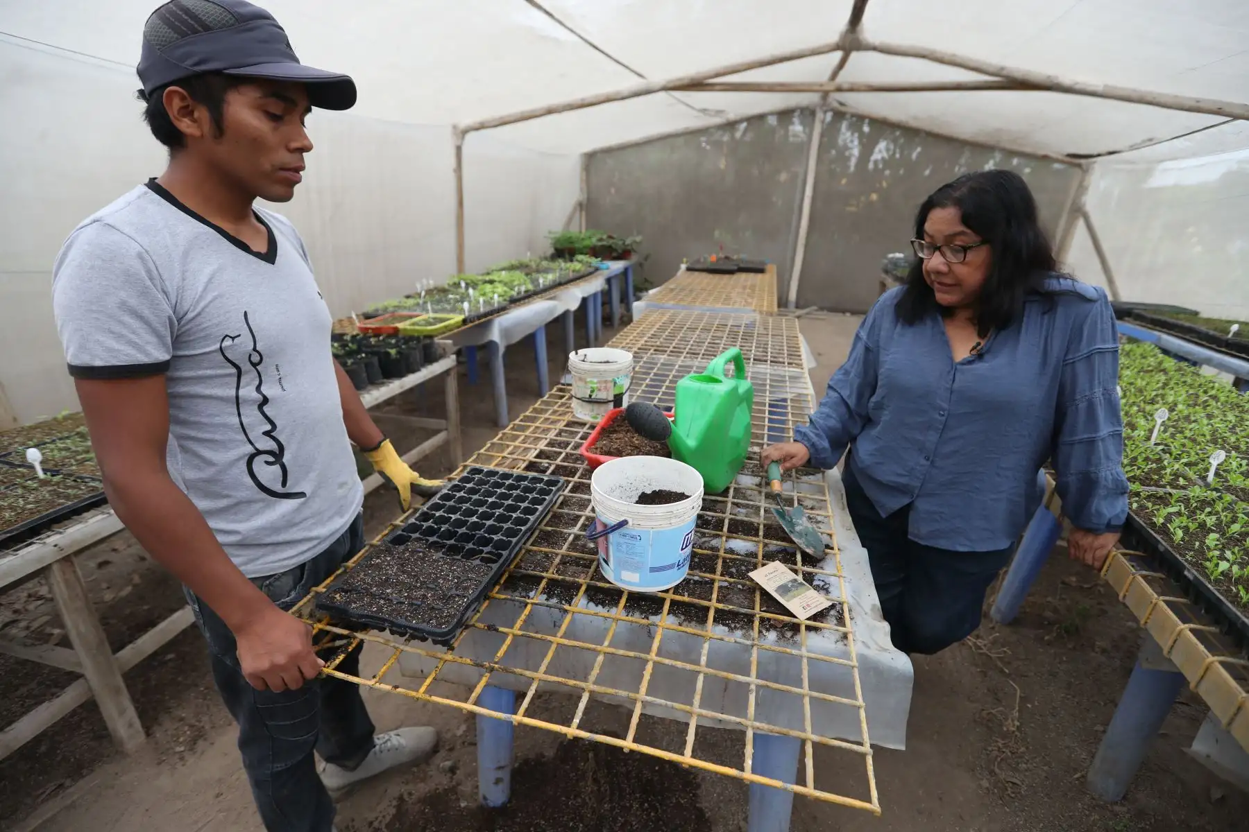 Para tener biohuertos en casa son necesarios algunos implementos básicos como bandejas con orificios o vasos descartables, baldes, palas, rociadores de agua y macetas. Foto: ANDINA/Daniel Bracamonte