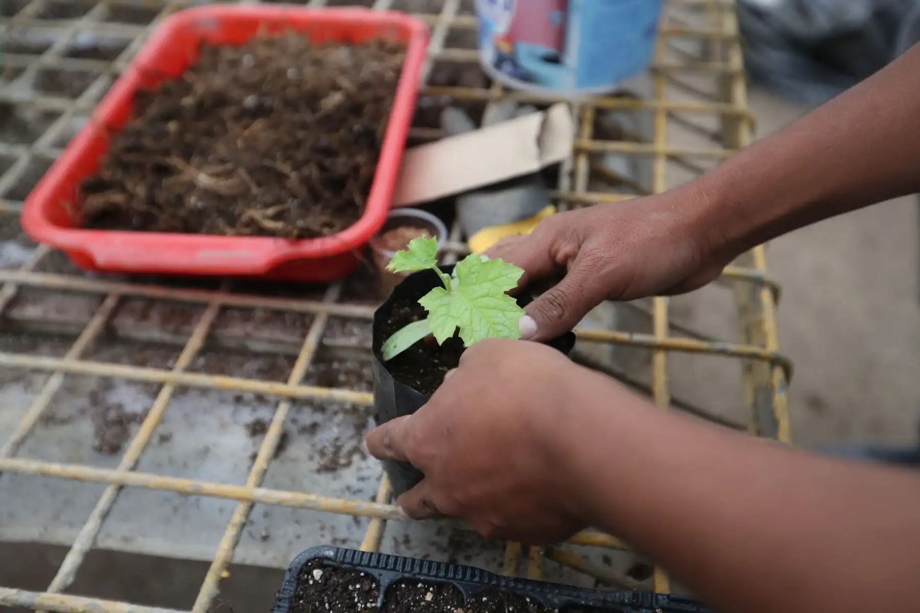 Para tener biohuertos en casa son necesarios algunos implementos básicos como bandejas con orificios o vasos descartables, baldes, palas, rociadores de agua y macetas. Foto: ANDINA/Daniel Bracamonte
