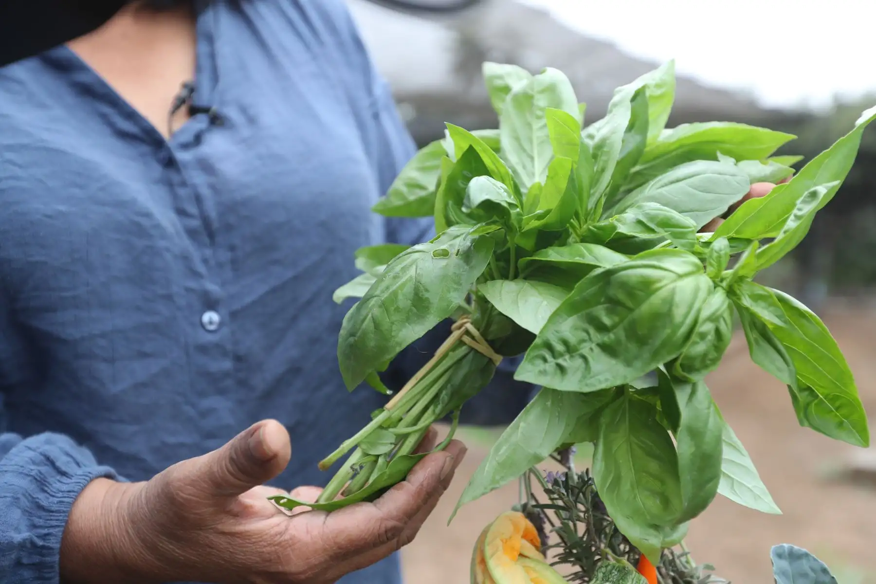 Las especies más comunes que se pueden cultivar en un biohuerto en casa son el hinojo, el culantro, el perejil, la albaca, las lechugas, la betarraga, la cebolla china y la col, entre otras. Foto: ANDINA/Daniel Bracamonte