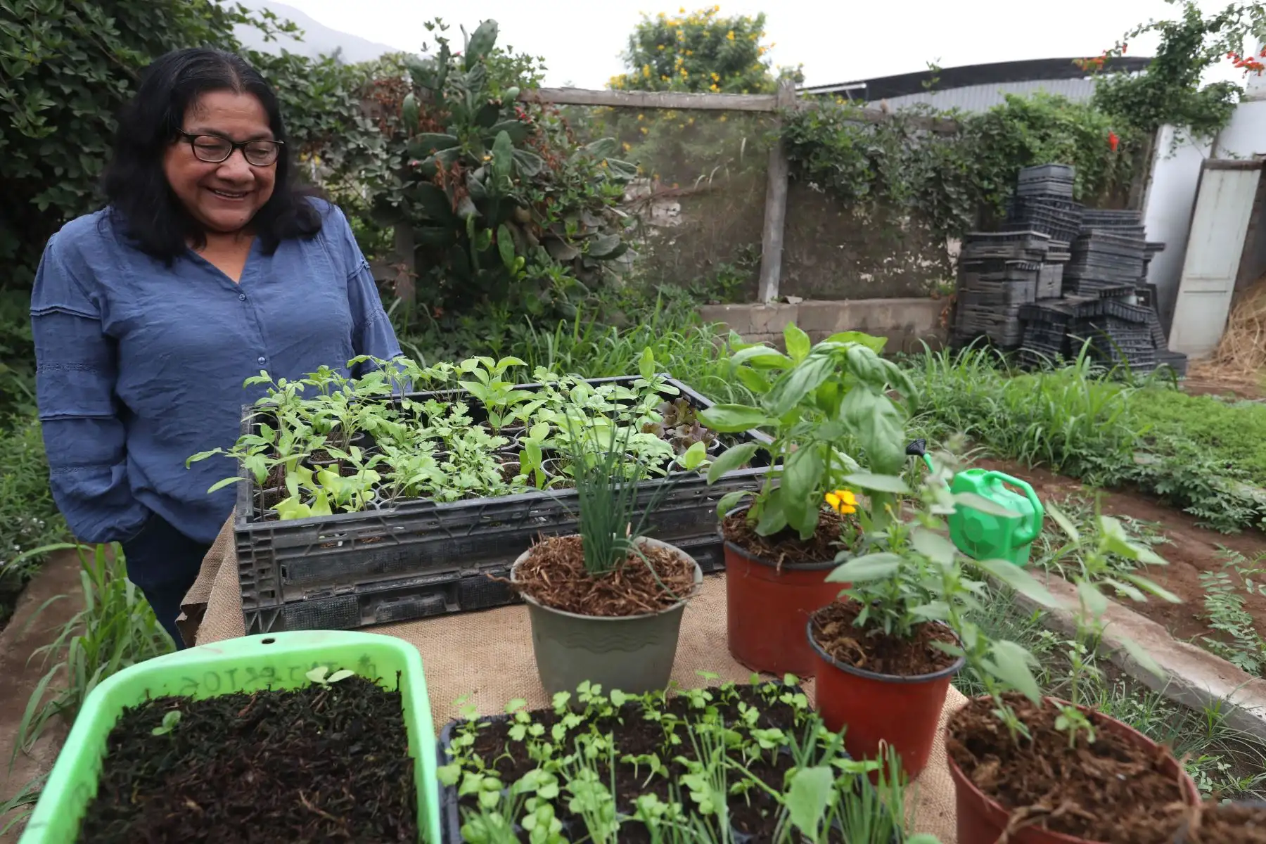 Las especies más comunes que se pueden cultivar en un biohuerto en casa son el hinojo, el culantro, el perejil, la albaca, las lechugas, la betarraga, la cebolla china y la col, entre otras. Foto: ANDINA/Daniel Bracamonte