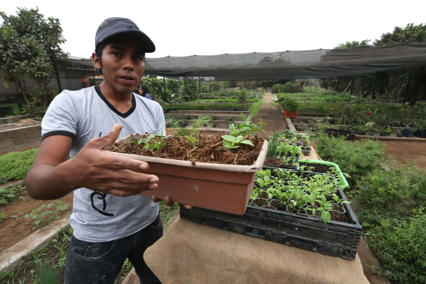 Cristóbal de la Cruz es estudiante de último ciclo de Agronomía en la Universidad Nacional Agraria La Molina, y como parte de sus estudios, ayuda en el denominado "huerto" de dicha casa de estudios, en donde los estudiantes y egresados ponen en práctica todo lo aprendido en clases para hacer biohuertos. Foto: ANDINA/Daniel Bracamonte