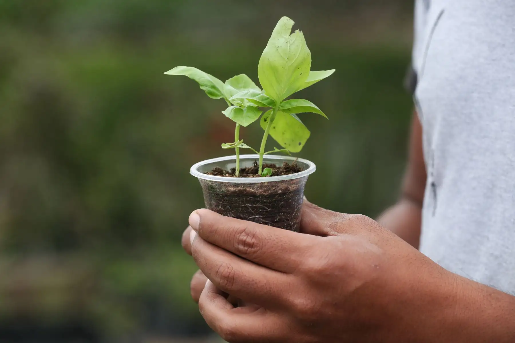 Las especies más comunes que se pueden cultivar en un biohuerto en casa son el hinojo, el culantro, el perejil, la albaca, las lechugas, la betarraga, la cebolla china y la col, entre otras. Foto: ANDINA/Daniel Bracamonte