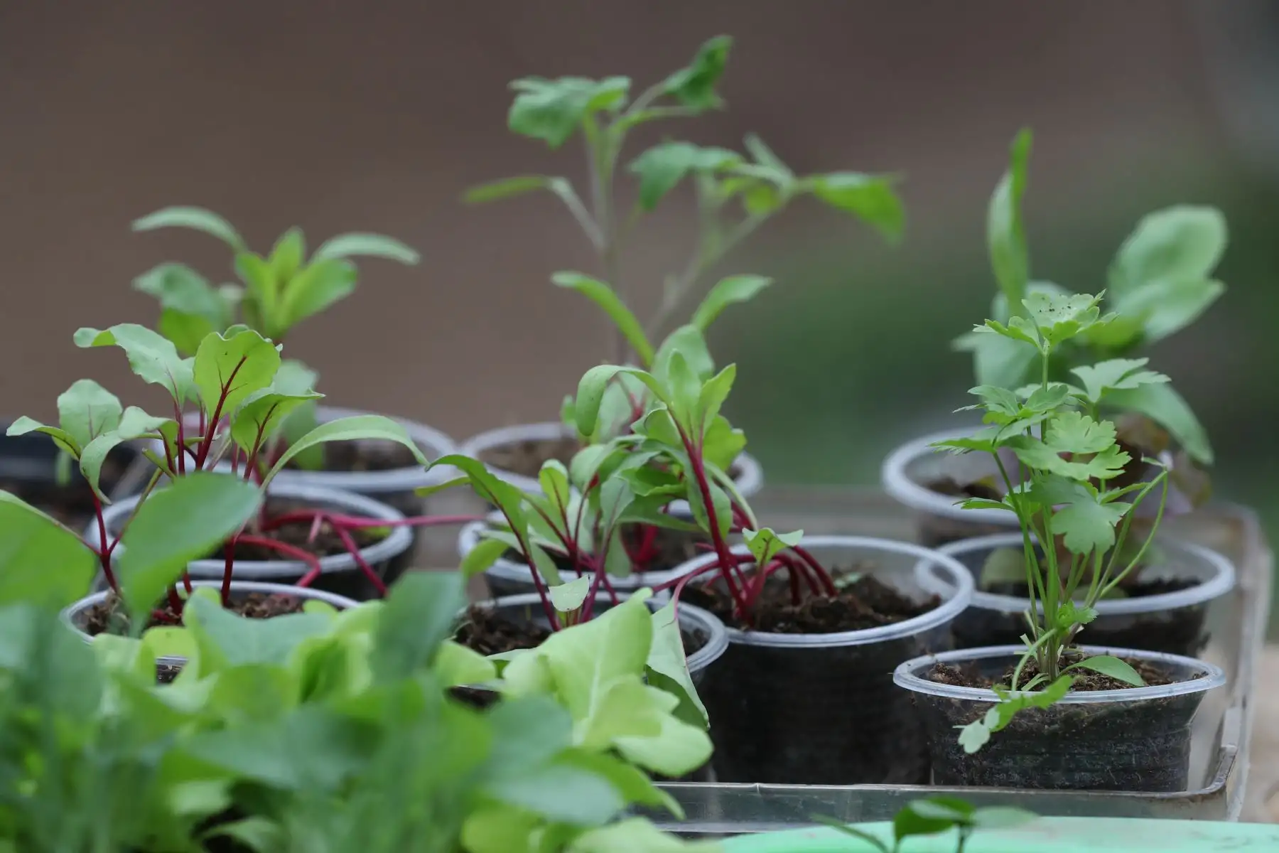Las especies más comunes que se pueden cultivar en un biohuerto en casa son el hinojo, el culantro, el perejil, la albaca, las lechugas, la betarraga, la cebolla china y la col, entre otras. Foto: ANDINA/Daniel Bracamonte