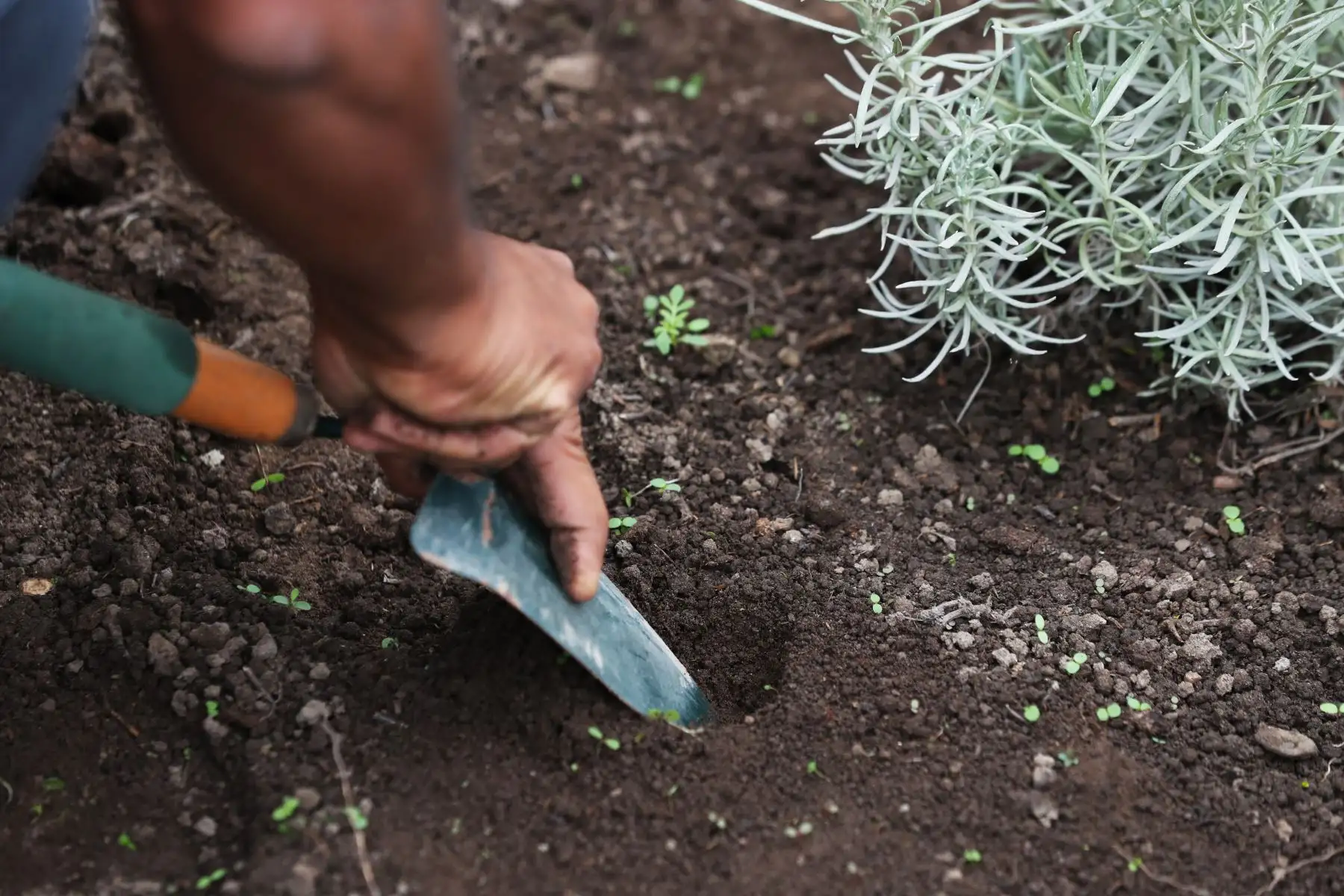 Los pasos para hacer biohuertos en casa son: colocar tierra de jardín en los recipientes, adicionándole compost y musgo. Luego hacer orificios en la tierra y colocar ahí las semillas. Posteriormente tapar los orificios con la misma tierra y regar. Foto: ANDINA/Daniel Bracamonte