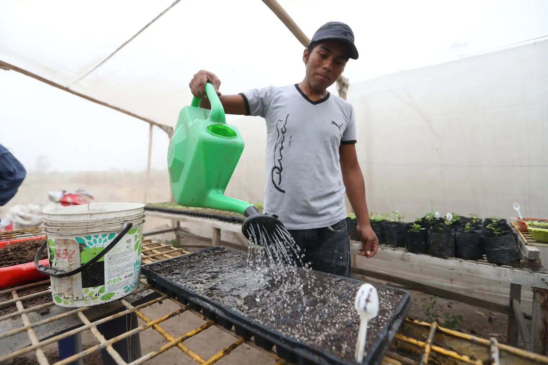Los pasos para hacer biohuertos en casa son: colocar tierra de jardín en los recipientes, adicionándole compost y musgo. Luego hacer orificios en la tierra y colocar ahí las semillas. Posteriormente tapar los orificios con la misma tierra y regar. Foto: ANDINA/Daniel Bracamonte