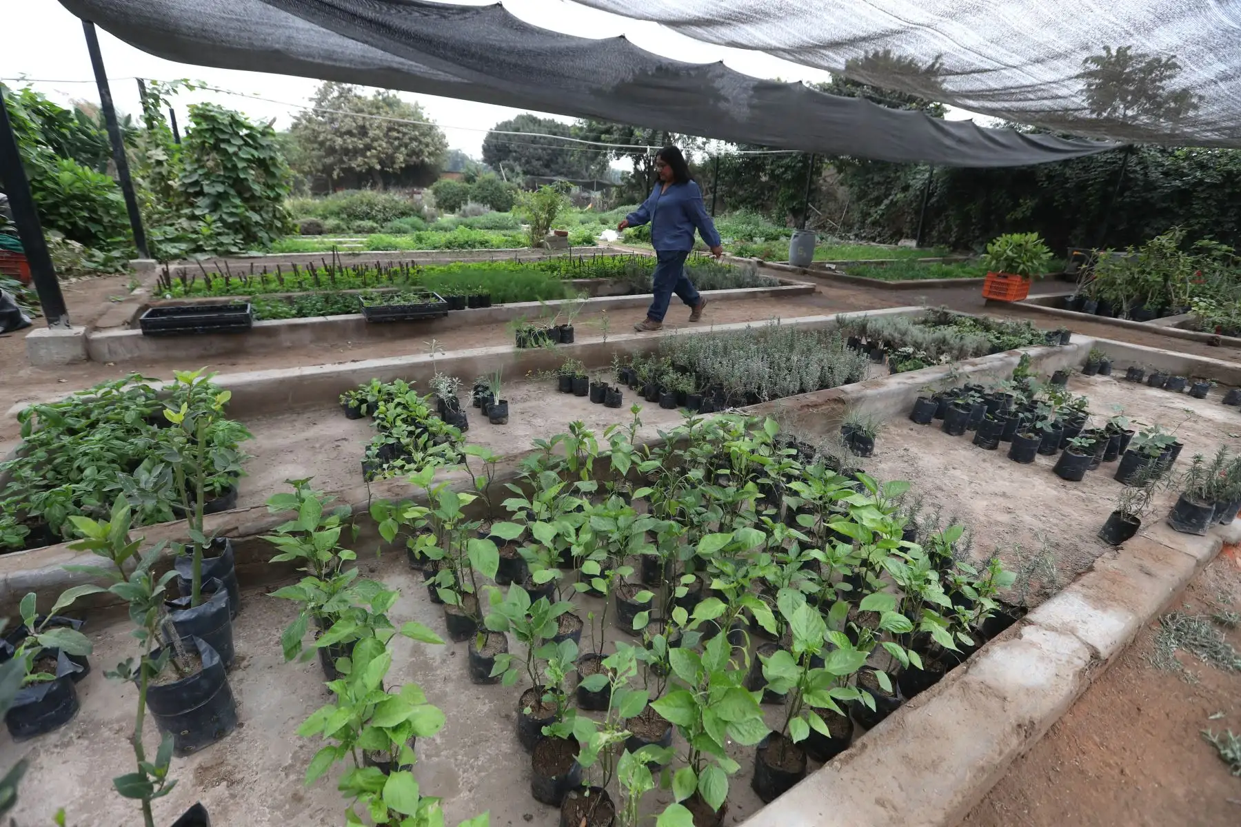 Las especies más comunes que se pueden cultivar en un biohuerto en casa son el hinojo, el culantro, el perejil, la albaca, las lechugas, la betarraga, la cebolla china y la col, entre otras. Foto: ANDINA/Daniel Bracamonte