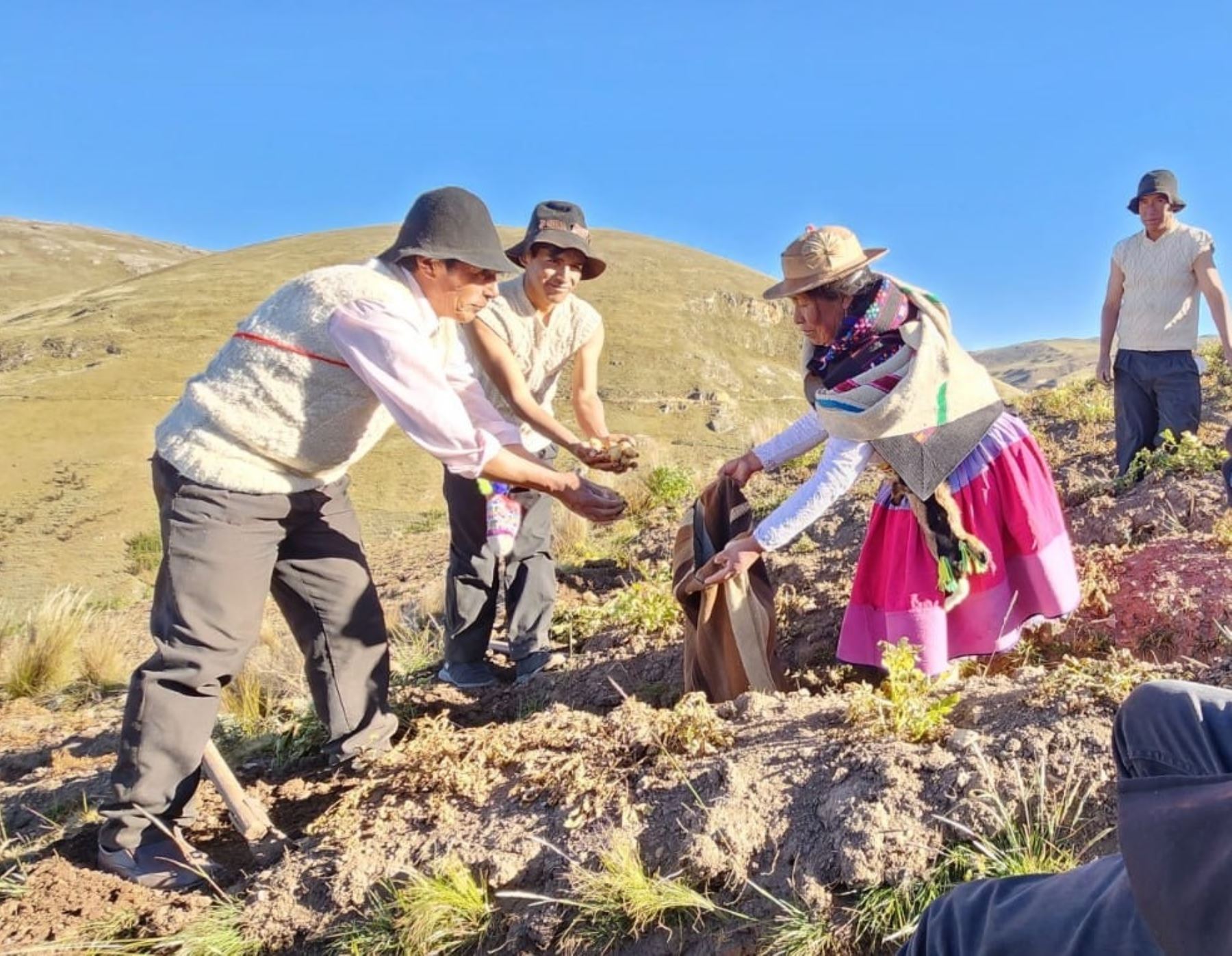 Sepa cómo lograron los agricultores de Huancavelica preservar 226 variedades de papa, quinua, kiwicha, mashua y otros cultivos ancestrales. ANDINA/Difusión