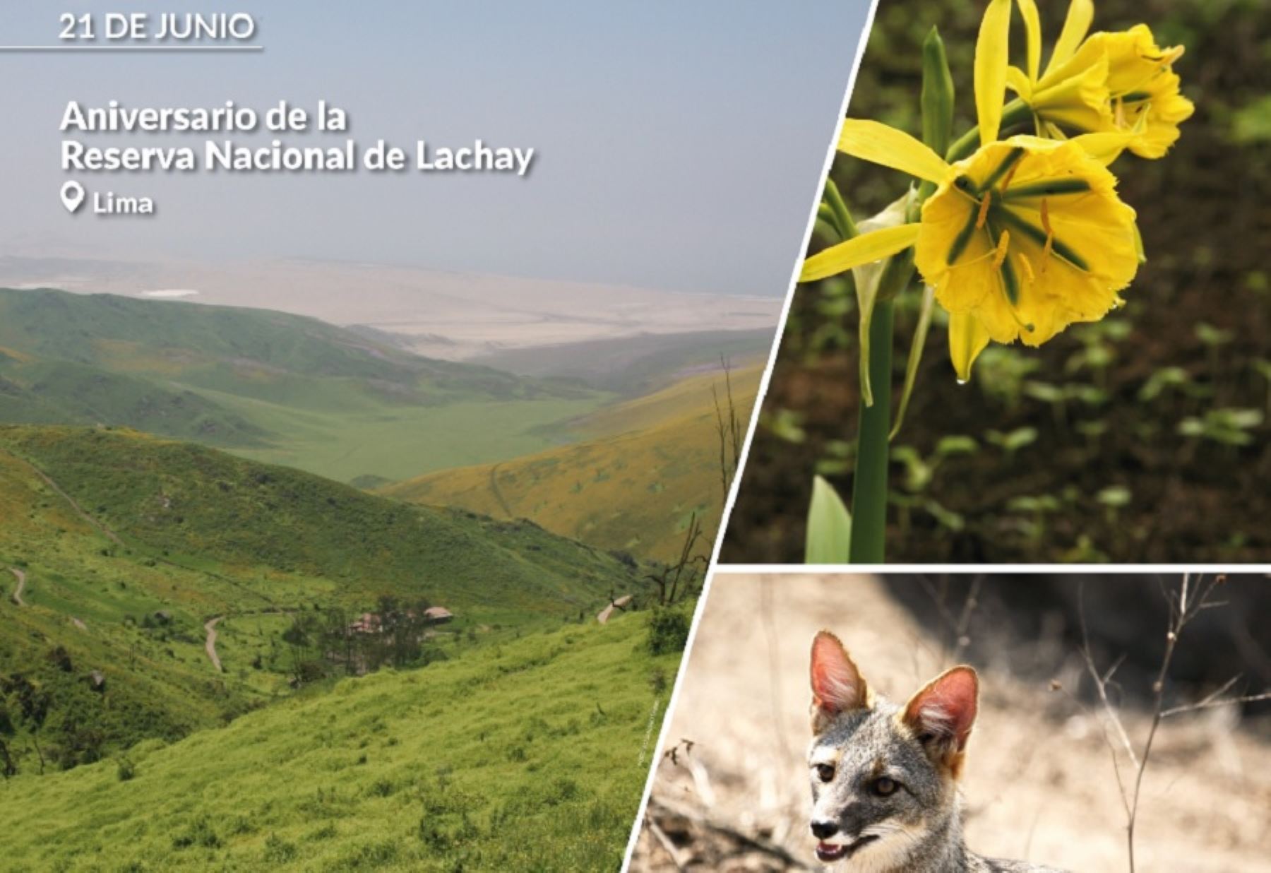 La Reserva Nacional de Lachay, un ícono de las lomas costeras del Perú, celebra hoy su 46 aniversario como área natural protegida que preserva una singular biodiversidad.