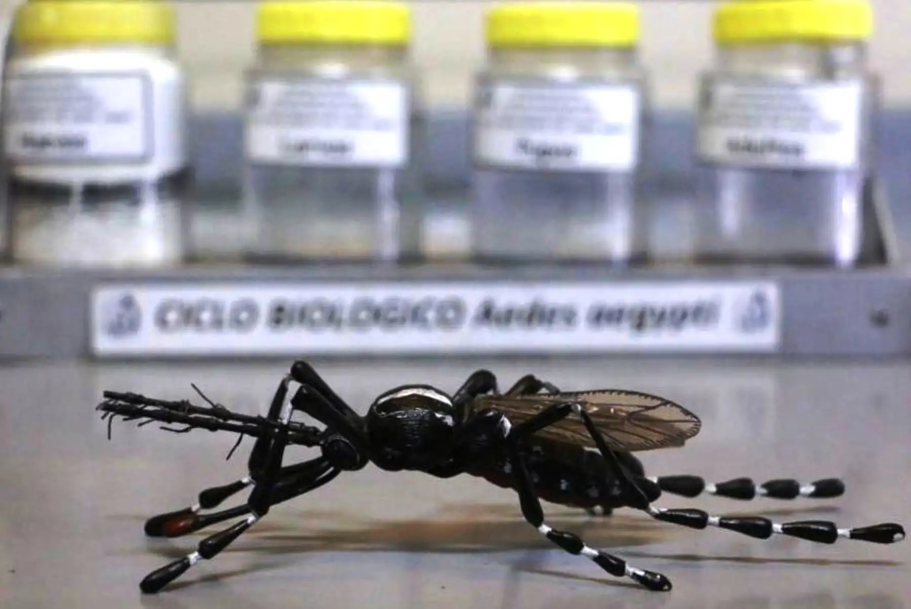 El aumento de temperatura por el cambio climático permite a los insectos adaptarse y vivir en más entornos. Esto es lo que ocurre con el zancudo Aedes aegypti, principal transmisor del dengue, cuya propagación y expansión se incrementa con el calor, informó el Instituto Nacional de Salud. Foto:  ANDINA/Difusión