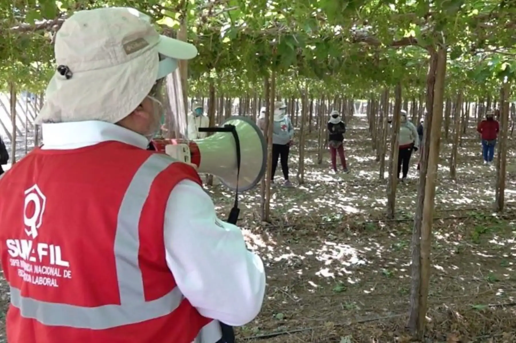 La Sunafil recordó a los empleadores los derechos de los trabajadores del agro. Foto: Sunafil/Difusión.