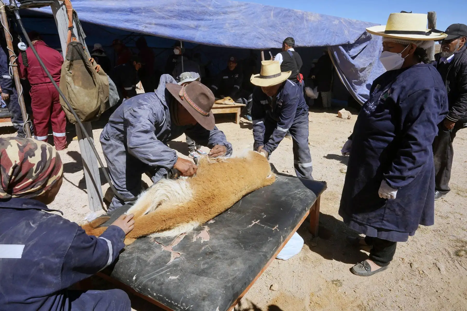 En el sector de Mulatopampa a más de 4000 m s. n. m. en la provincia de Huaytará en la región Huancavelica fue escenario del tradicional chaccu de vicuñas, en que se logró obtener 82.55 kilos de la preciada fibra.
Foto:cortesía Genry Bautista