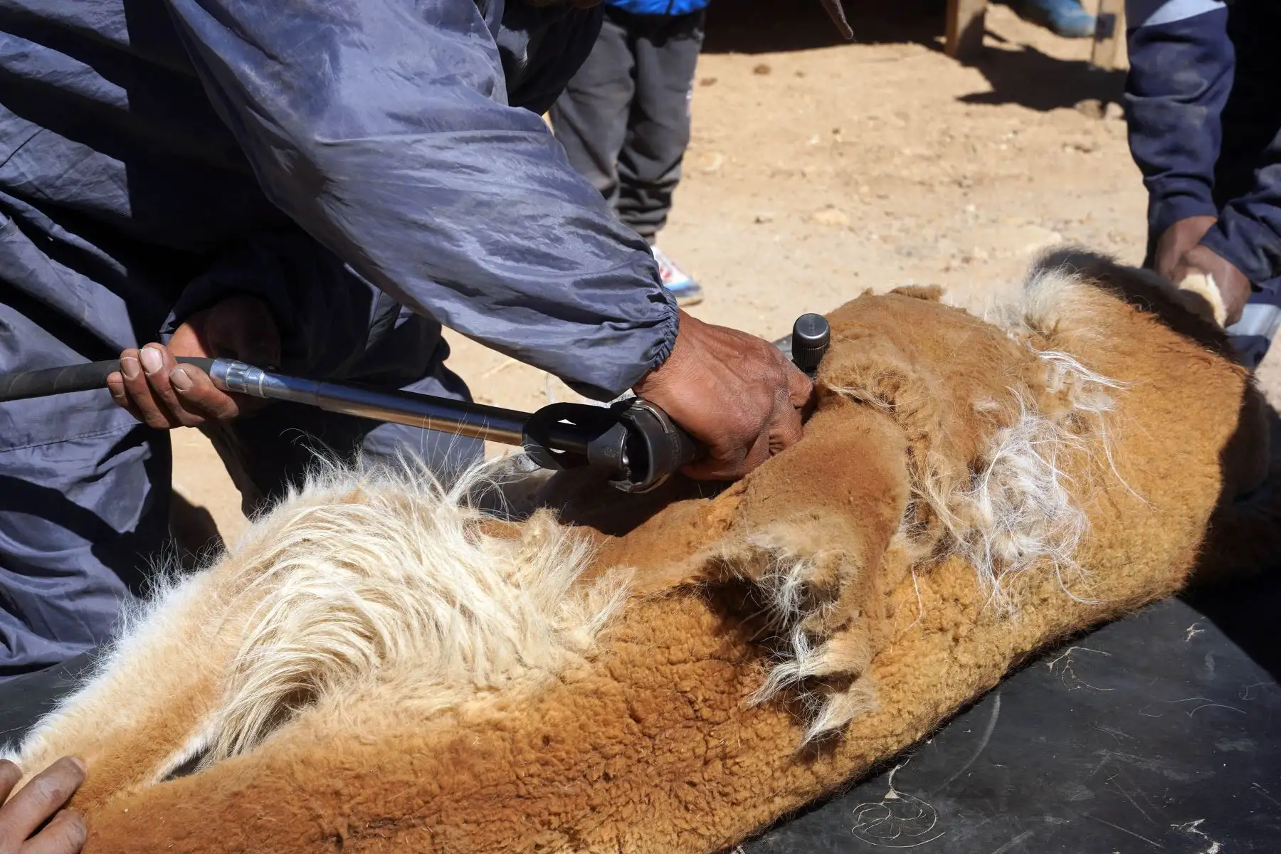 Tres expertos esquiladores se encargaron de esquilar a 353 vicuñas de los que obtuvo 82.55 kilo de la cotizada fibra. 
Foto:cortesía Genry Bautista