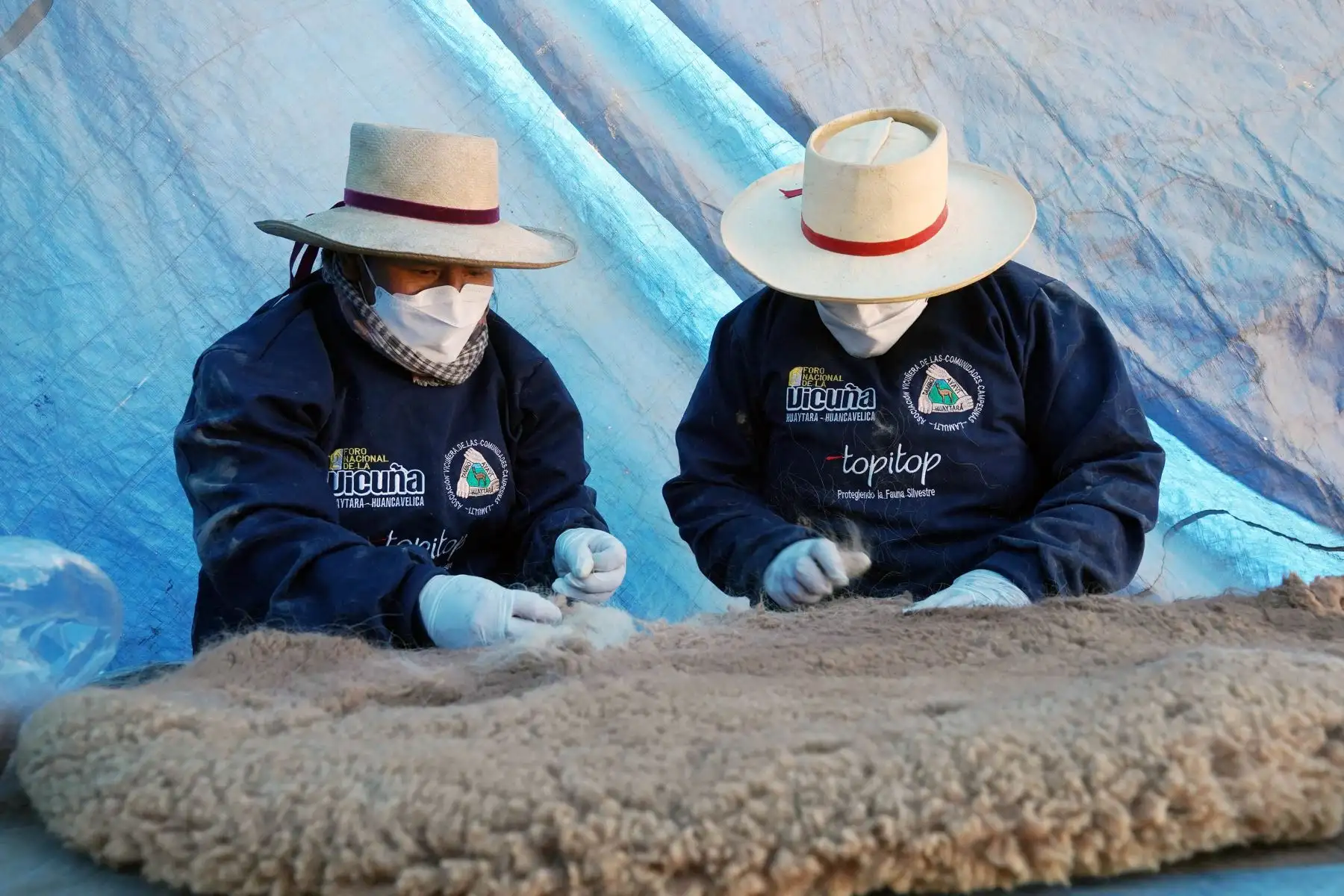 Tres expertos esquiladores se encargaron de esquilar a 353 vicuñas de los que obtuvo 82.55 kilo de la cotizada fibra. 
Foto:cortesía Genry Bautista