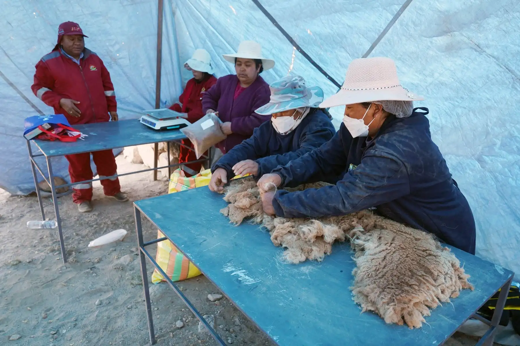 Este tradicional ritual de esquilar a estos camélidos peruanos fue organizado por las comunidades de Santa Rosa de Tambo-Ayaví-Huaytará con el apoyo de la Dirección Regional de Camélidos Sudamericanos (DIRCAMS) del Gobierno Regional de Huancavelica.
Foto:cortesía Genry Bautista