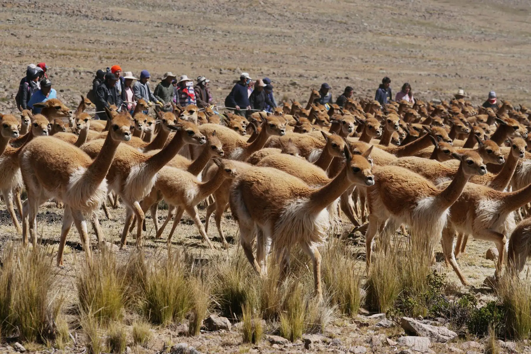 En el sector de Mulatopampa a más de 4000 m s. n. m. en la provincia de Huaytará en la región Huancavelica fue escenario del tradicional chaccu de vicuñas, en que se logró obtener 82.55 kilos de la preciada fibra.
Foto:cortesía Genry Bautista
