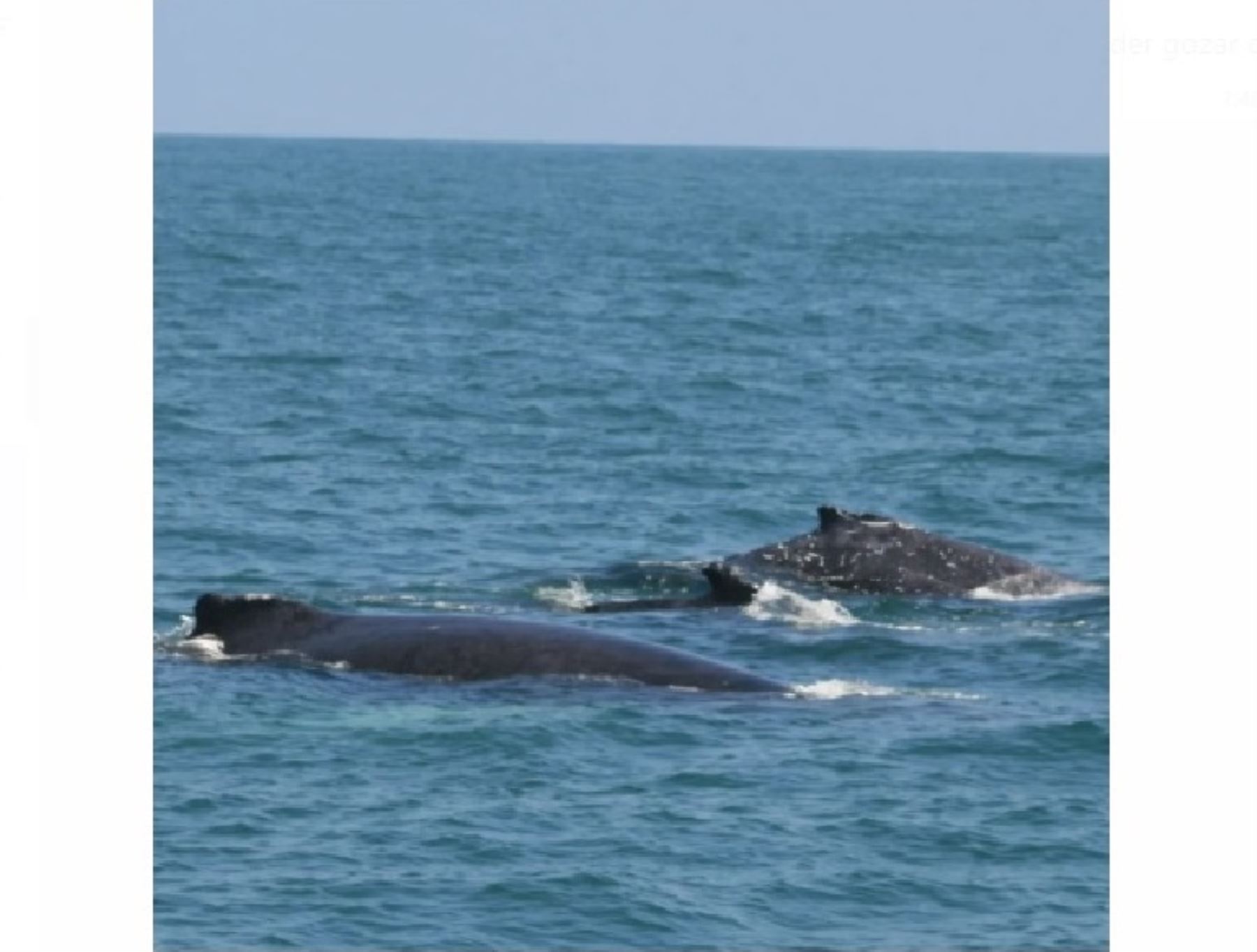 Tumbes inicia temporada de avistamiento de ballenas y espera la visita de miles de turistas nacionales y extranjeros.