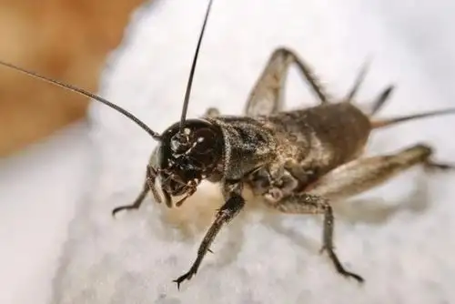 El grillo es un insecto que es atraído por la luz, la humedad y el calor. Foto: larazon.es
