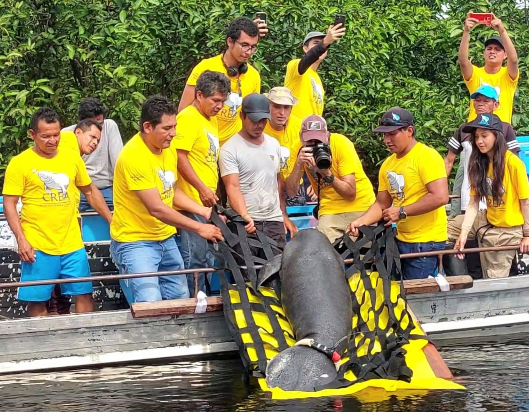 Biólogos peruanos liberan tres manatíes rehabilitados en la Reserva Tamshiyacu Tahuayo, en Loreto. ANDINA/Difusión