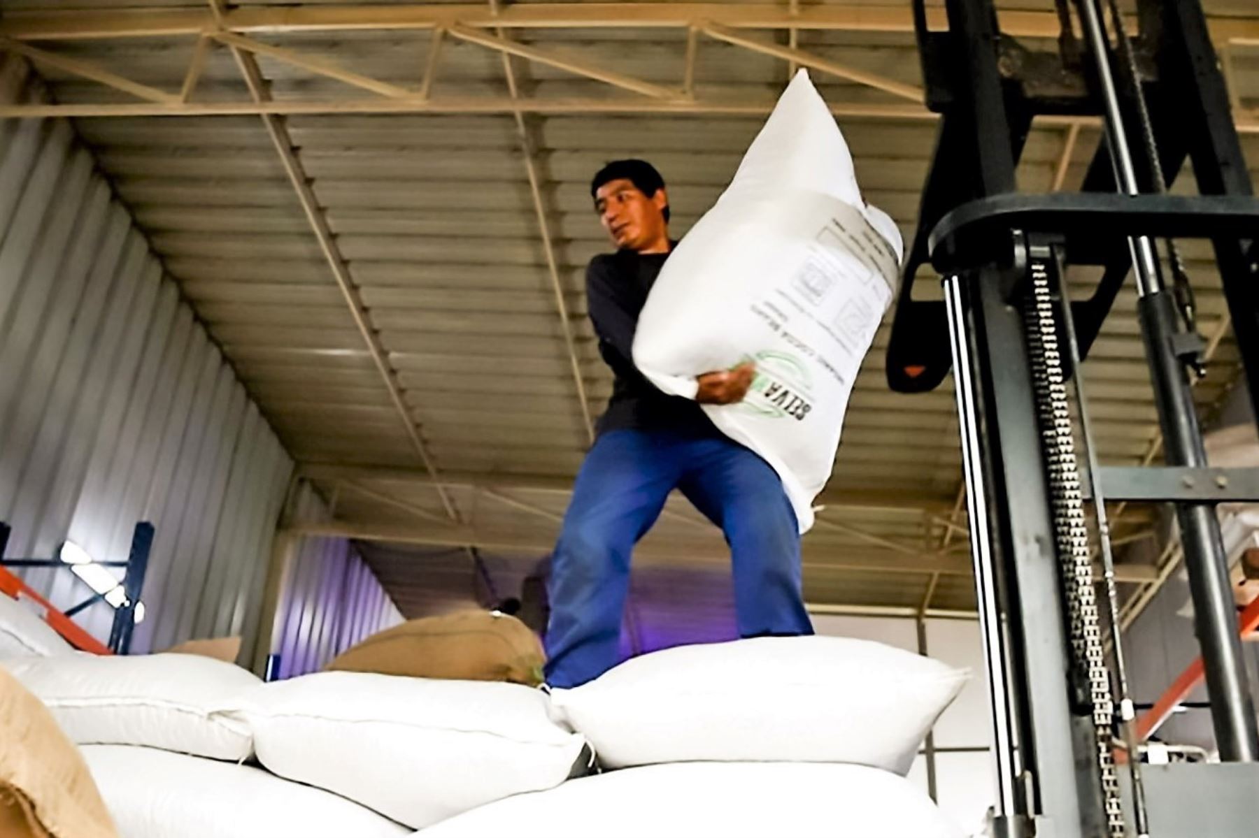 Productores de Ucayali envían 250 toneladas de cacao orgánico a Italia. Foto: Midagri/Difusión.