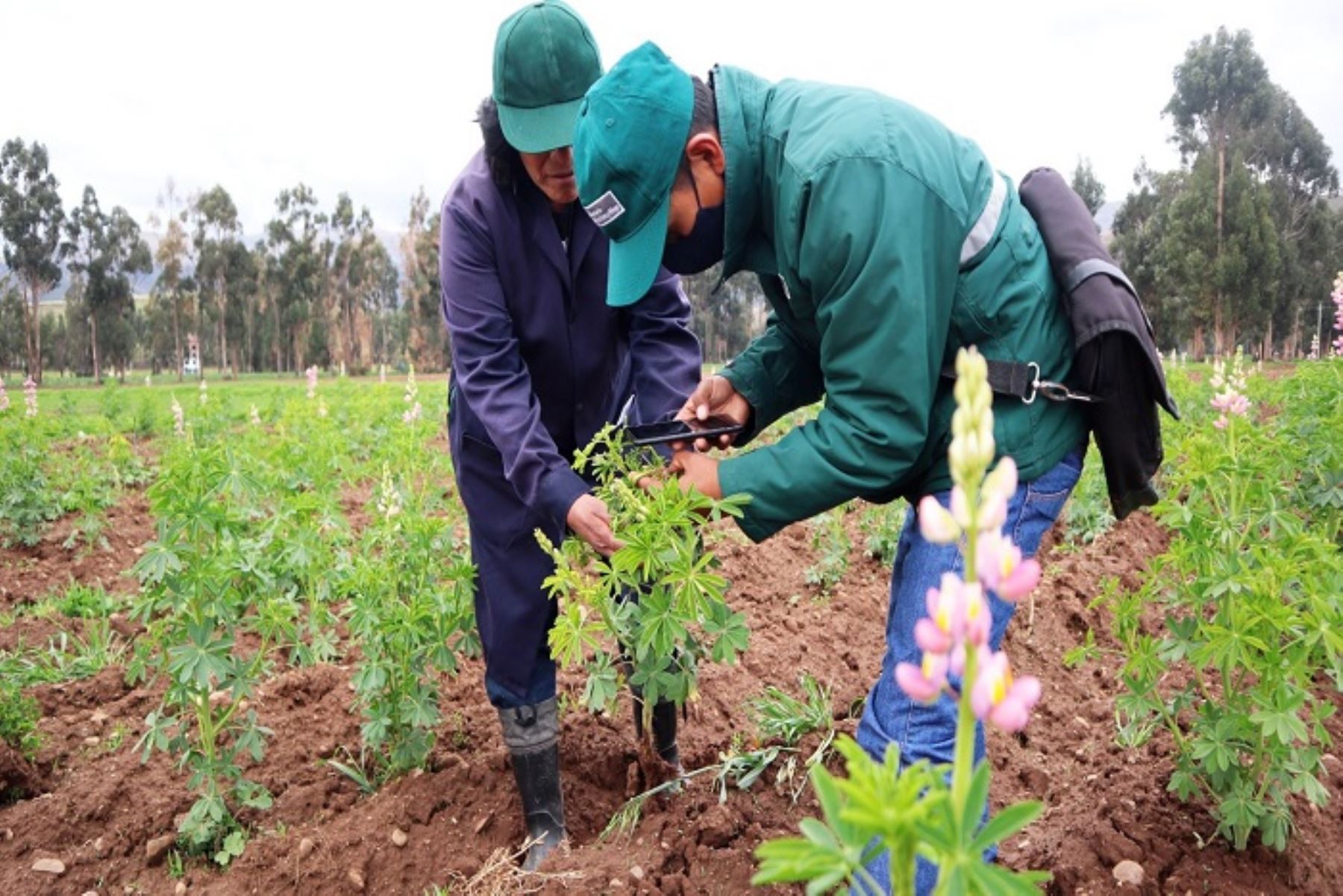 La actividad agrícola en el país tendrá una oferta ordenada gracias al marco orientador de cultivos. Cortesía