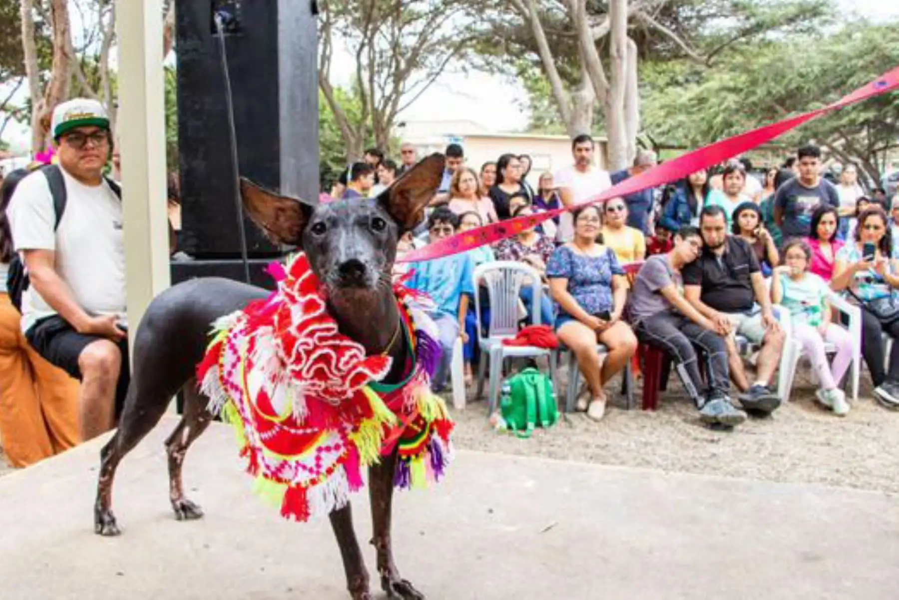 Mucho antes de convertirse en un símbolo del Perú, el perro sin pelo ya acompañaba a las antiguas culturas prehispánicas. Representado en huacos y cerámicas de las culturas Mochica, Chimú, Chancay y Vicús, este singular can logró sobrevivir al paso del tiempo hasta ser reconocido como raza oriunda del Perú y Patrimonio Cultural de la Nación. Foto: ANDINA