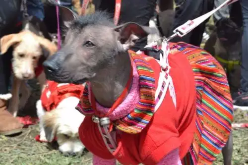 En el 2001 se dispuso que el perro peruano sea incluido en los museos de sitio y zonas arqueológicas del Sistema Nacional de Museos y Zonas Arqueológicas de la Costa. Foto: ANDINA/Cortesía Silvia Depaz