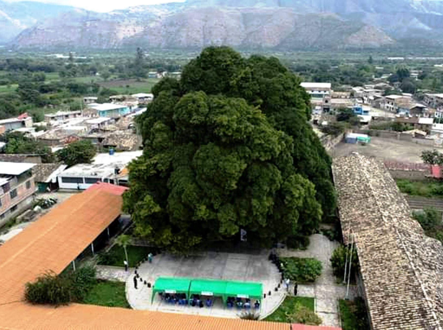 Uno de los árboles patrimoniales inscritos en Cajamarca es este impresionante ficus ubicado en el colegio de Malcas, provincia de Cajabamba. ANDINA/Difusión