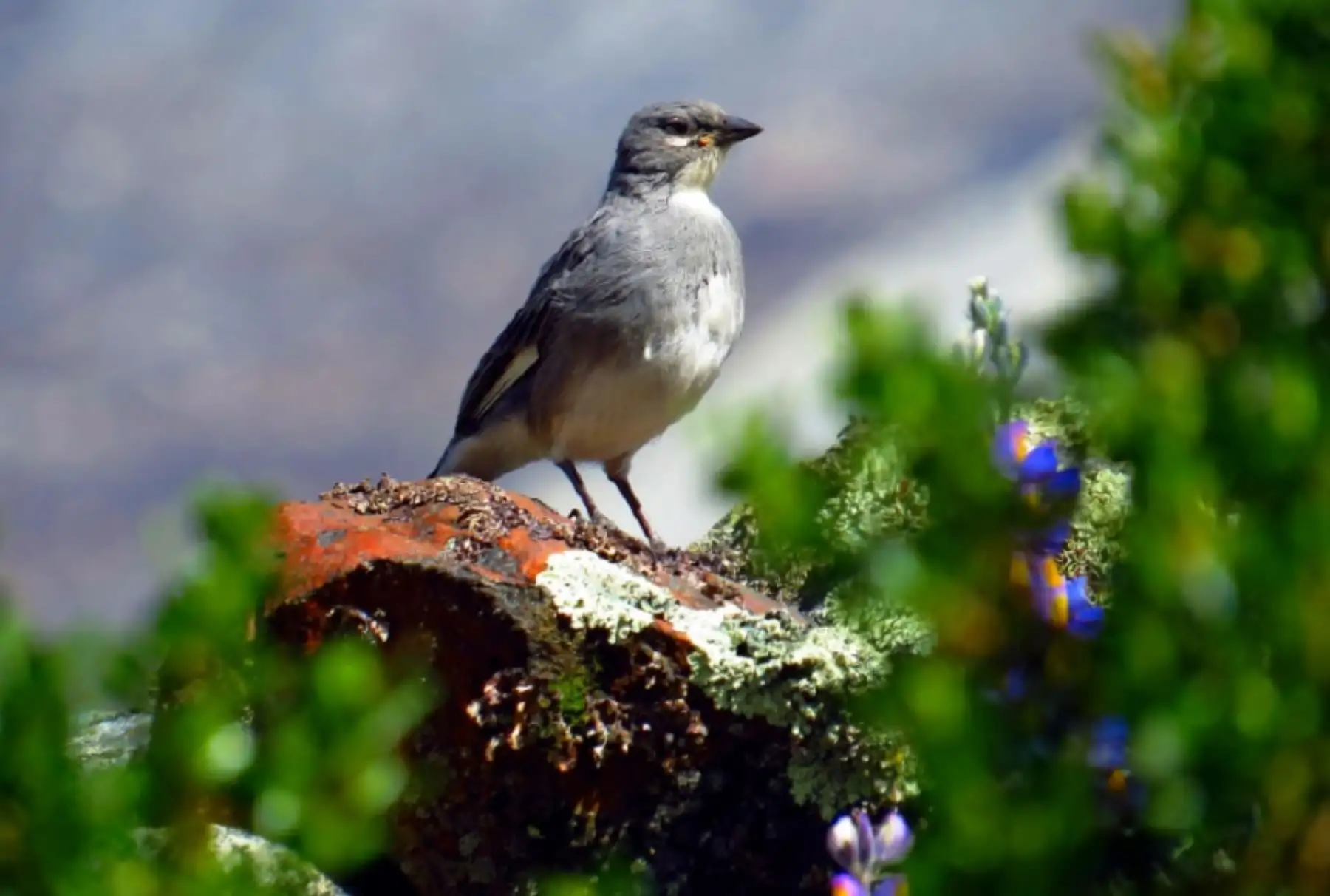 El Parque Nacional Huascarán celebra, el 1 de julio, su 48 aniversario de creación como área natural protegida por el Estado para proteger los ecosistemas de la Cordillera Blanca, parte de la cordillera tropical más extensa del mundo, así como su enorme riqueza de flora y fauna, formaciones geológicas y nevados que le confieren una cautivante belleza paisajística y que son patrimonio natural, científico y cultural de la nación.