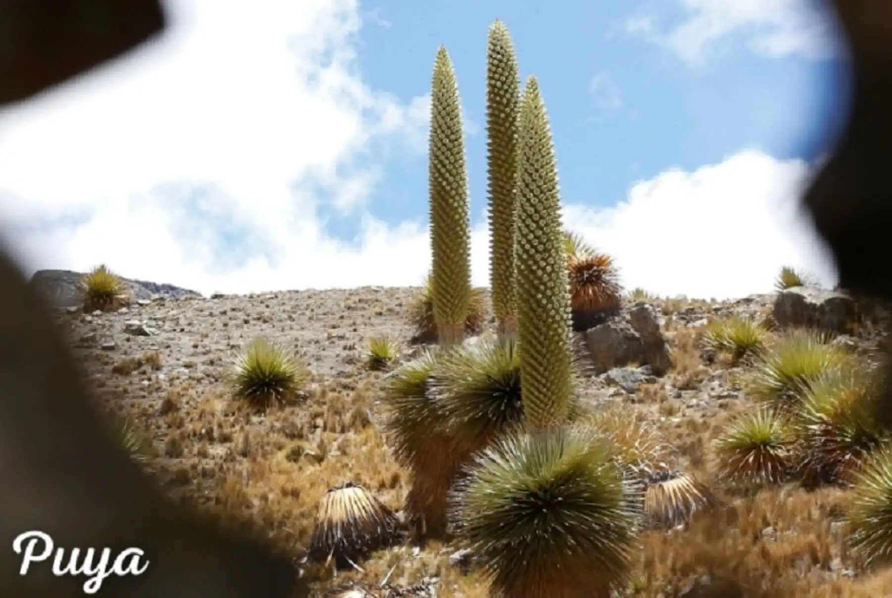 El Parque Nacional Huascarán celebra, el 1 de julio, su 48 aniversario de creación como área natural protegida por el Estado para proteger los ecosistemas de la Cordillera Blanca, parte de la cordillera tropical más extensa del mundo, así como su enorme riqueza de flora y fauna, formaciones geológicas y nevados que le confieren una cautivante belleza paisajística y que son patrimonio natural, científico y cultural de la nación.