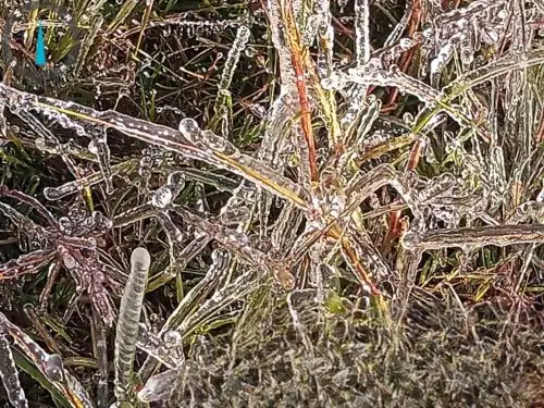 Más de 80 hectáreas de tubérculos y frutales perdidos en el distrito de Paucartambo, a causa de las heladas que se registran en las zonas altas de la región Pasco. ANDINA/Difusión