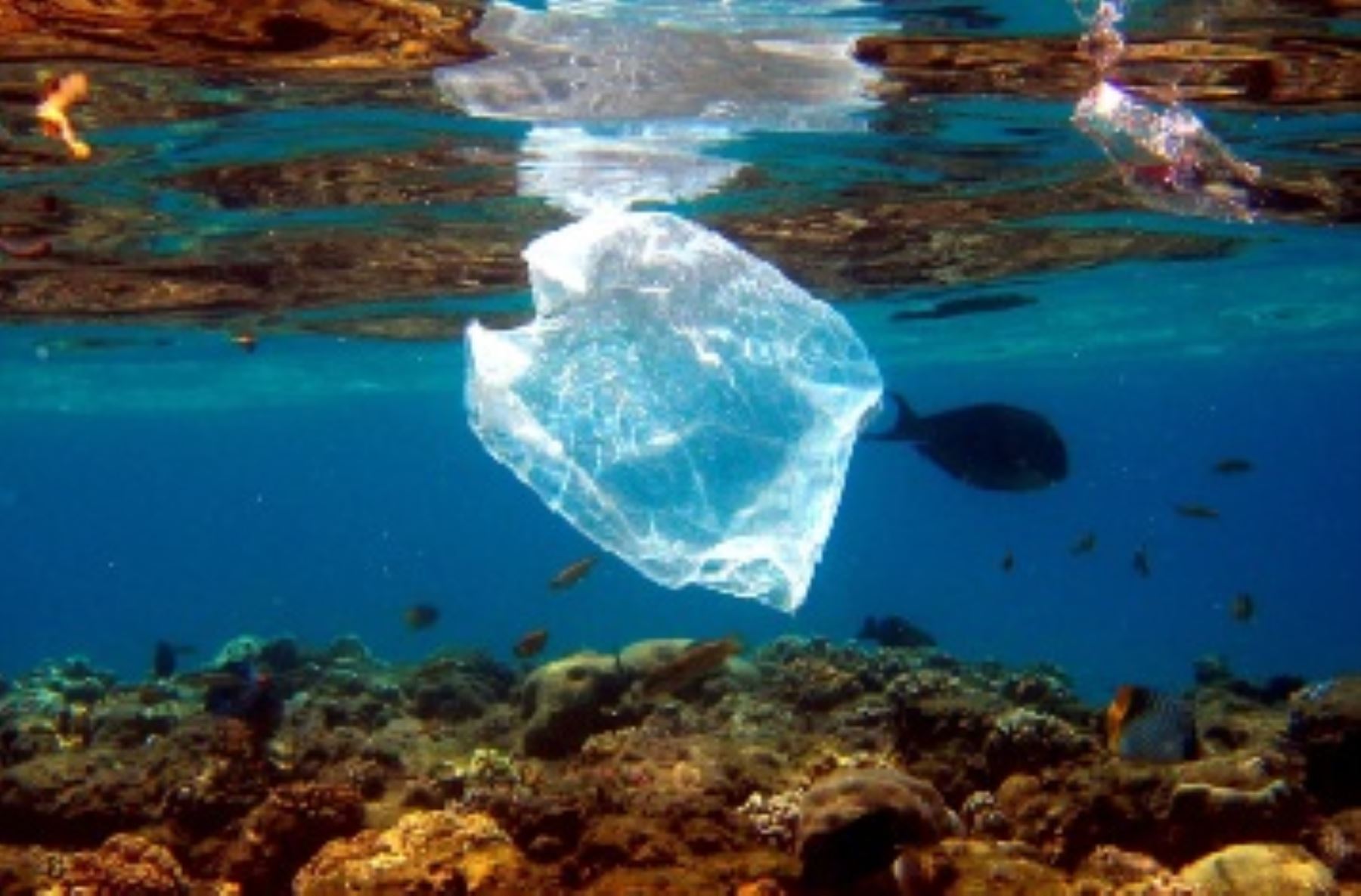 Eliminar las bolsas de plástico pero sin “demonizar” el material, desafío del reciclaje