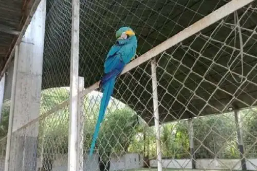 El guacamayo azul y amarillo fue puesto a buen recaudo en el parque natural de Sivia-VRAE, en la región Cusco.