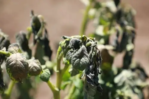 En días previos, los reportes agrometeorológicos para la sierra norte evidenciaron plantaciones de papa (campaña chica del 2023) afectadas por bajas temperaturas, especialmente en Quilcate (Cajamarca). Foto: ANDINA/difusión.