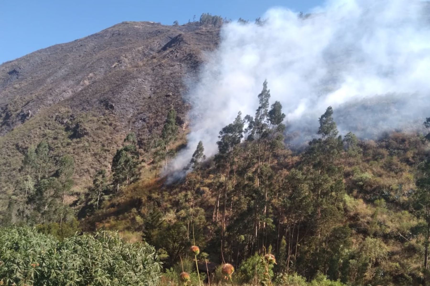 El incendio forestal se inició en el centro poblado Pariaucro y se propagó al centro poblado Pomachaca, región Áncash. Foto: ANDINA/Difusión