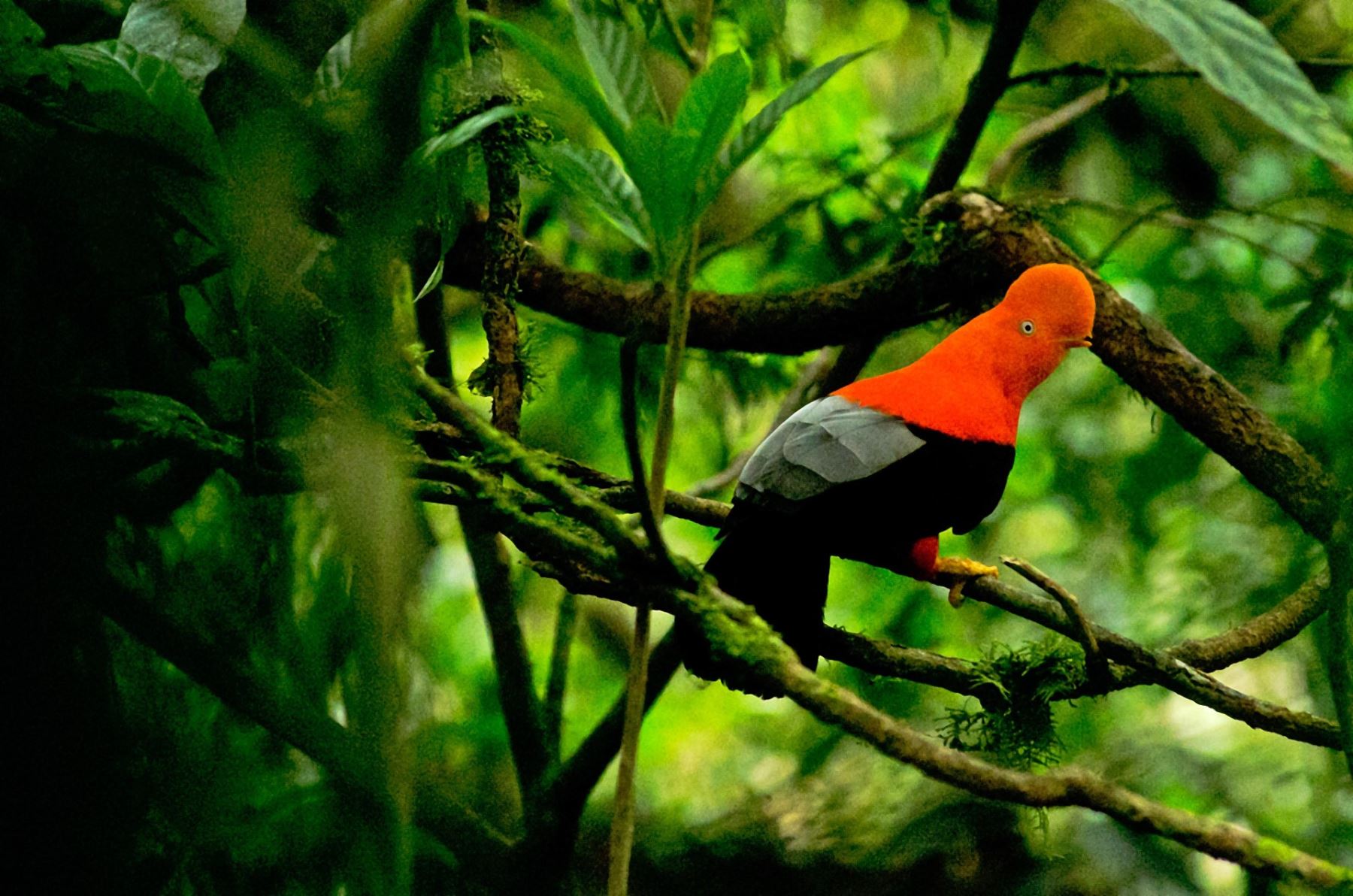 El gallito de las rocas, el ave emblema de Perú, es una de las especies que habita el Parque Nacional de Tingo María. ANDINA/Difusión