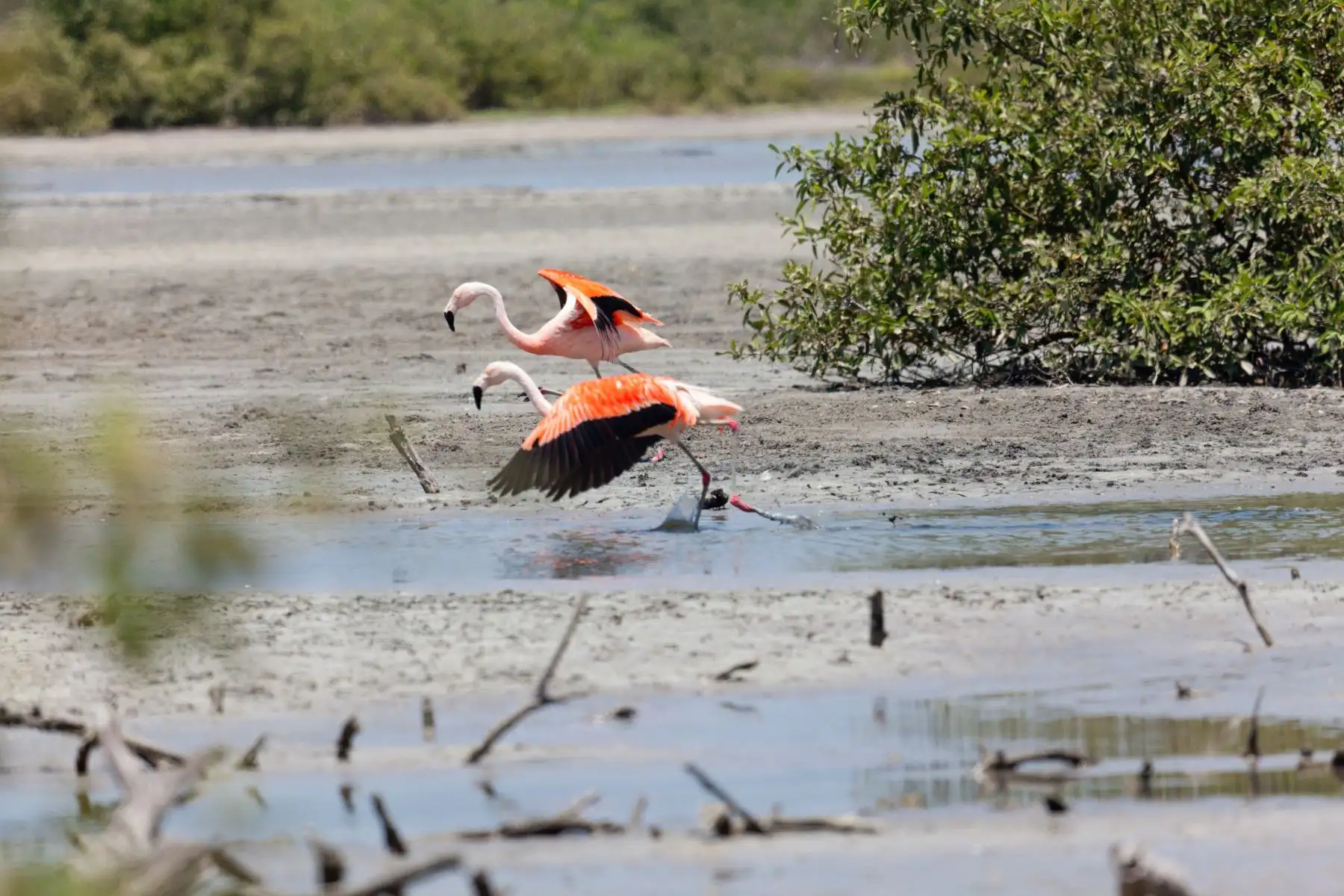 Reconocido como un lugar único con la mayor extensión de manglares del Perú y hábitat de una gran variedad de especies de aves residentes y migratorias, el Santuario Nacional Los Manglares de Tumbes fue designado oficialmente como Sitio de Importancia Regional de la Red Hemisférica de Reservas para Aves Playeras, informó el Servicio Nacional de Áreas Naturles Protegidas por el Estado (Sernanp), adscrito al Ministerio del Ambiente.
Foto: ANDINA/Promperú