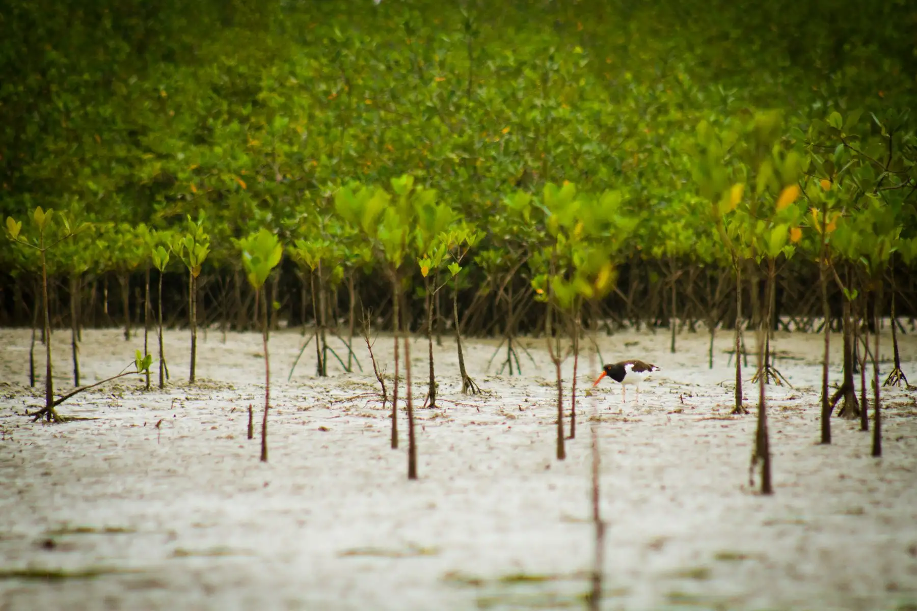 Reconocido como un lugar único con la mayor extensión de manglares del Perú y hábitat de una gran variedad de especies de aves residentes y migratorias, el Santuario Nacional Los Manglares de Tumbes fue designado oficialmente como Sitio de Importancia Regional de la Red Hemisférica de Reservas para Aves Playeras, informó el Servicio Nacional de Áreas Naturles Protegidas por el Estado (Sernanp), adscrito al Ministerio del Ambiente.
Foto: ANDINA/Promperú