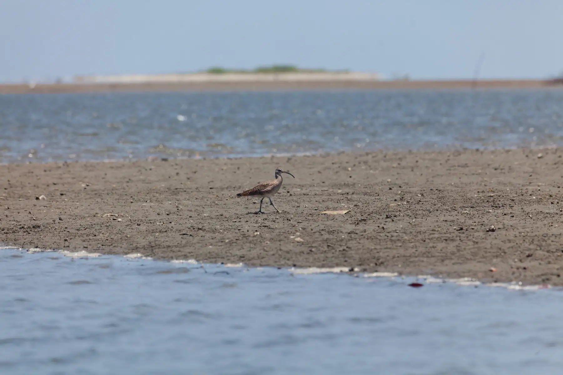 Esta Red Hemisférica de Reservas es una iniciativa de conservación internacional que tiene como misión conservar las aves playeras y sus hábitats a través de una red de sitios clave en las Américas. En la actualidad y sumando al Santuario Nacional Los Manglares de Tumbes, esta red cuenta con 117 sitios abarcando 19 países y cientos de socios que conservan y manejan más de 15 millones de hectáreas de hábitat vitales para las aves.
Foto: ANDINA/Promperú